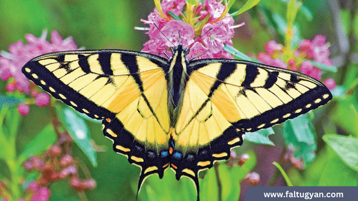Meaning of Black and Yellow Butterflies