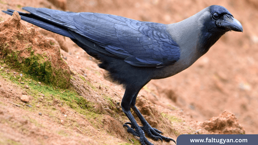 Meaning of Crows in Numbers