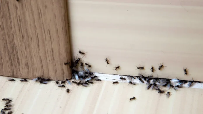 Ants enter kitchens