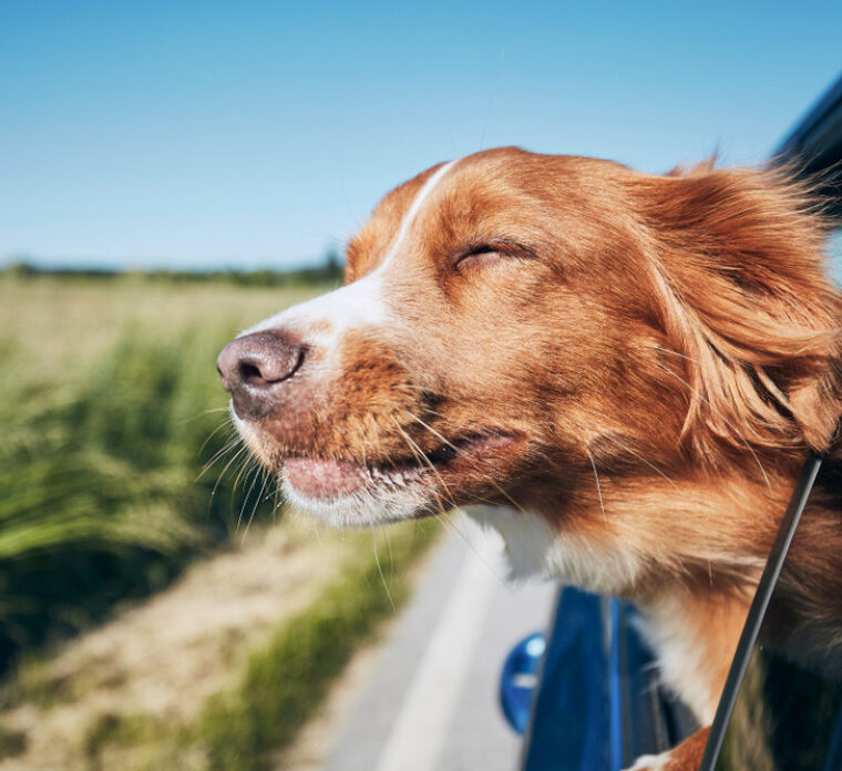 Creative Ways to Preserve Your Favorite Pet Memories at Home
